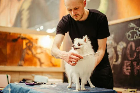 pet-care-website-example-image